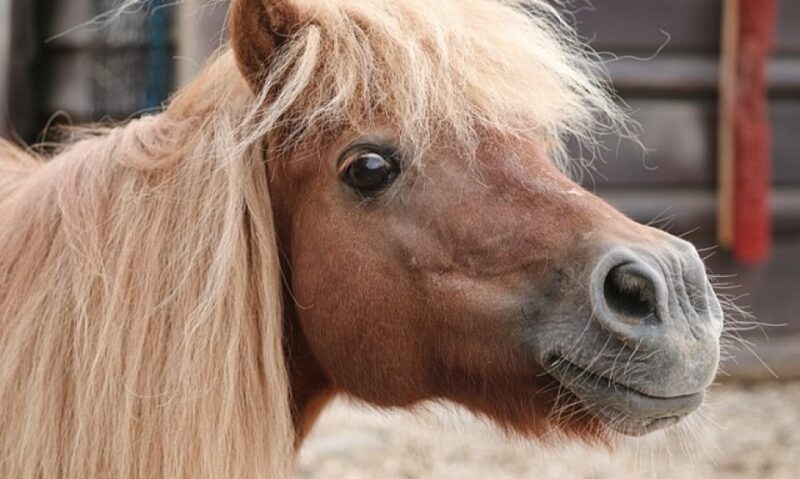 Poney à vendred