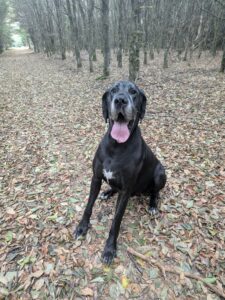 cherche garde pour mon chien, Fritz