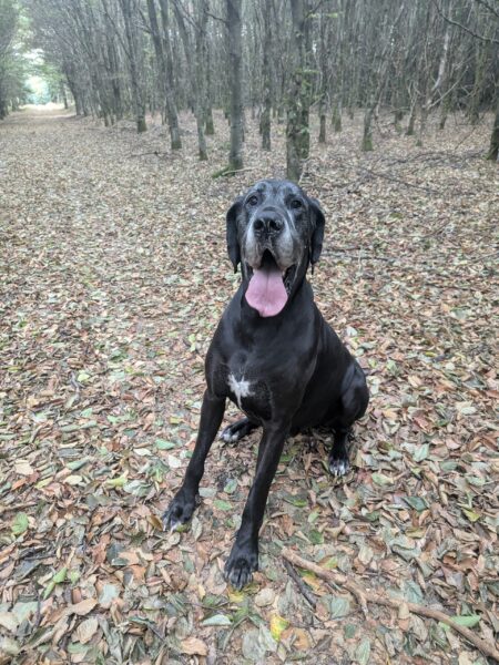 cherche garde pour mon chien, Fritz